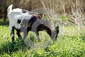 Young black-white goat grazes in the meadow