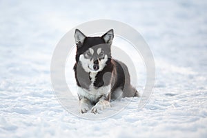 Young black and white mongrel dog lying in snowy winter park. Close-up Portrait