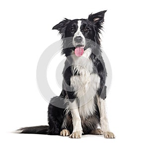 Young Black and white Panting Border collie sitting and looking at the camera, One year old, Isolated on white