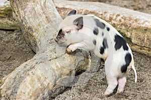 Young black and white piglet at tree trunk