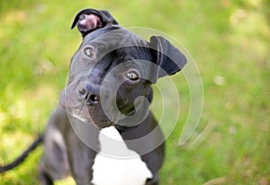 A young black and white Pit Bull Terrier mixed breed dog