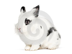 Young black and white Rabbit, isolated
