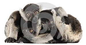 Young Black-and-white ruffed lemurs, Varecia variegata subcincta, 2 months old photo