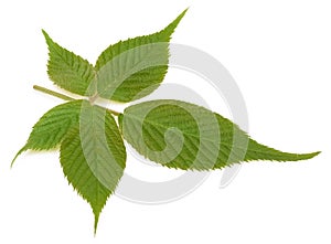 Young blackberry leaf isolated