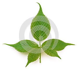 Young blackberry leaf isolated