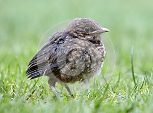 Mladý kos, Baby Turdus merula sedí na zelené trávě. Slovensko. Evropa