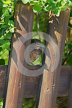 Young blackbird sitting on garden fence