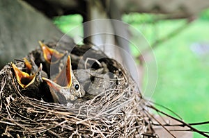 Young blackbirds