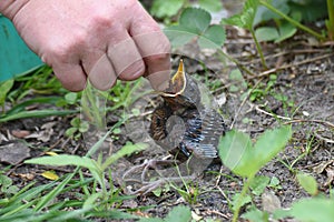 Young blackbirds gets feed a worm