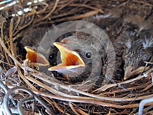 Young blackbirds in their nest #2
