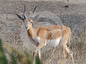 Young blackbuck animal enjoying in forest at Velavadar national Park