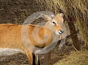 Young blackbuck antelope eating straw photo