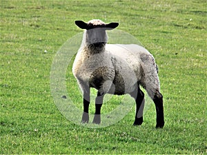 Young Blackface Sheep, @ Crookham, Northumberland, England