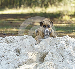 A young Blackmouth cur dog on a Sandpile