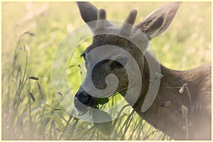 Young blacktail buck, Olympic National Park, Washington