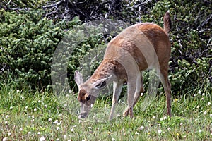 Young Blacktail Deer Feeding