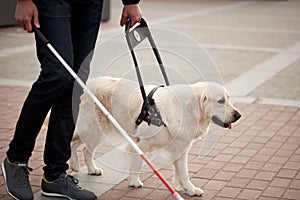 Young blind man with stick and guide dog walking