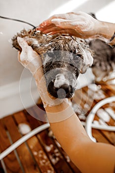 young blond professional groomer wash and clean the German shepherd dog in the pet cosmetisc salon.