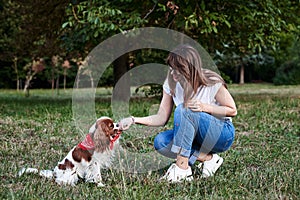 Young blond woman, kneeling down, holding her dog`s paw in park in summer. Dog owner training her Cavalier king charles spaniel