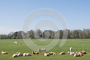 Young blonde d` aquitaine cows and calfs in green spring landscape near dutch town of geldermalsen