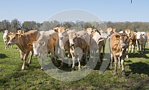 Young blonde d` aquitaine cows and calfs in green spring landscape near dutch town of geldermalsen