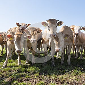 Young blonde d` aquitaine cows and calfs in green spring landscape near dutch town of geldermalsen