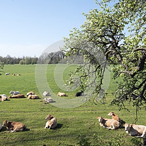 Young blonde d` aquitaine cows and calfs in green spring landscape near dutch town of geldermalsen