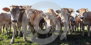 Young blonde d` aquitaine cows and calfs in green spring landscape near dutch town of geldermalsen