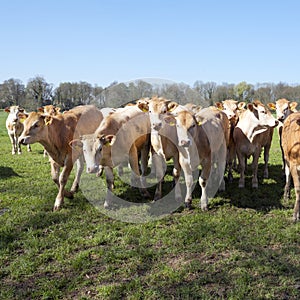 Young blonde d` aquitaine cows and calfs in green spring landscape near dutch town of geldermalsen