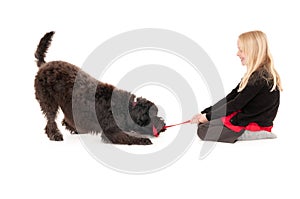 Young blonde girl smiling while playing tug of war with black labradoodle