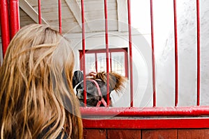 Young blonde girl stroking a brown horse back view. Happy little girl petting a pony through a red fence. Reiki concept