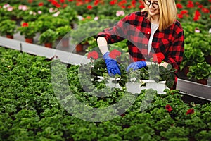 Young blonde woman gardener in gloves working in greenhouse, planting and taking care of flowers. Gardening concept