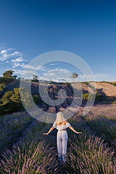 Young blonde woman walking among blooming lavender rows