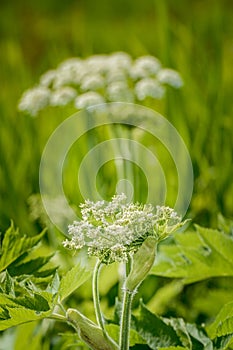 Young bloom of Cow Parsnip, Heracleum maximum, unfurling in Springtime growth amongst long grass in morning light.