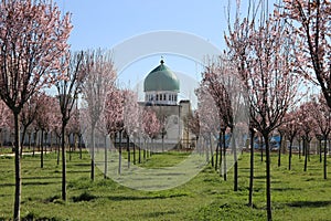 young blooming almond orchard and mosque Dushanbe Tajikistan