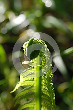 Young blooming fern leaf in the evening sun