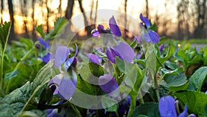 Young blooming violets at sunset