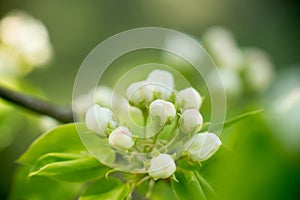 Young blossoming apple tree blossoms, spring time