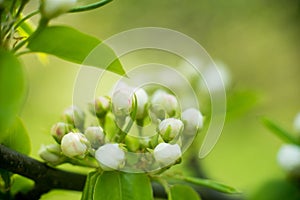 Young blossoming apple tree blossoms, spring time