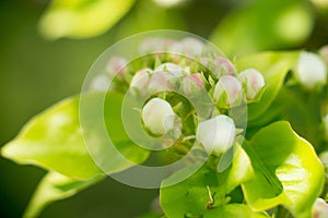 Young blossoming apple tree blossoms, spring time