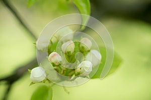 Young blossoming apple tree blossoms, spring time