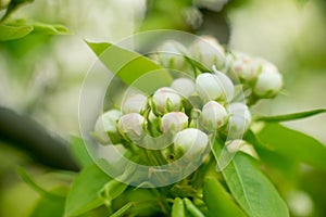 Young blossoming apple tree blossoms, spring time