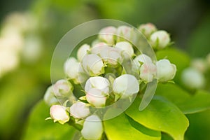 Young blossoming apple tree blossoms, spring time