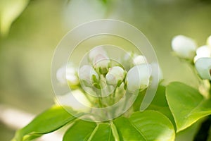 Young blossoming apple tree blossoms, spring time