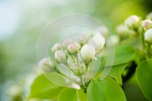 Young blossoming apple tree blossoms, spring time