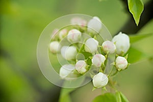 Young blossoming apple tree blossoms, spring time