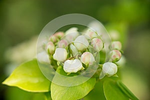 Young blossoming apple tree blossoms, spring time