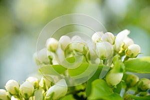 Young blossoming apple tree blossoms, spring time