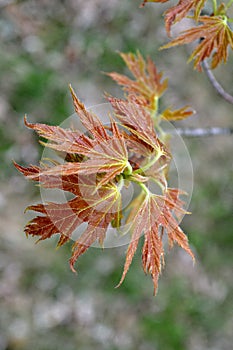 Young blossoming leaves of Canadian maple on a branch