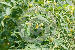 Young blossoming tomatoes